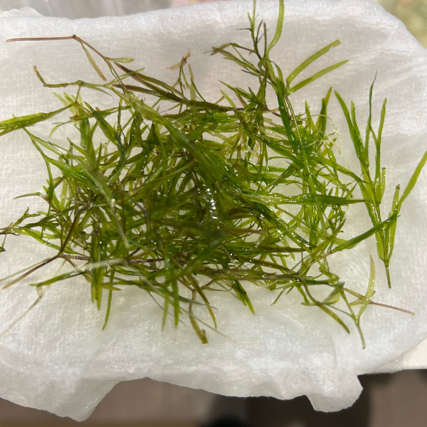 【無農薬】ちぎれナヤス1盛