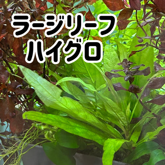 【無農薬・水中葉】ラージリーフハイグロ1本