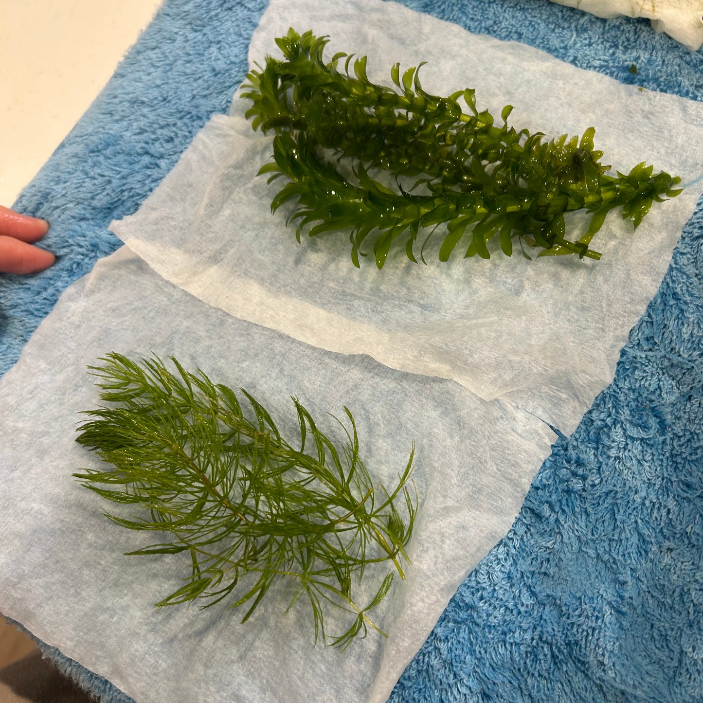 【無農薬】アナカリス5本、マツモ3本セット