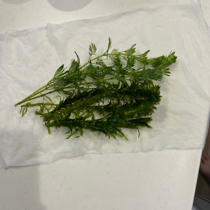 【無農薬】アナカリス5本、カボンバ3本セット