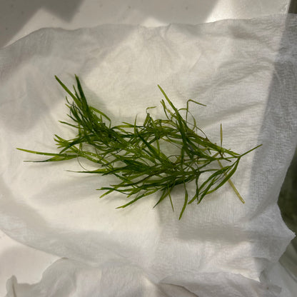 【無農薬】ナヤス5本