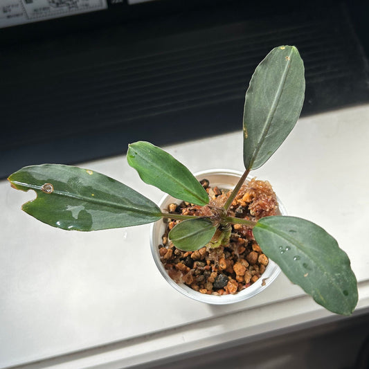 【現品】Bucephalandra sp.Silver Gray ブセファランドラシルバーグレイ 1株