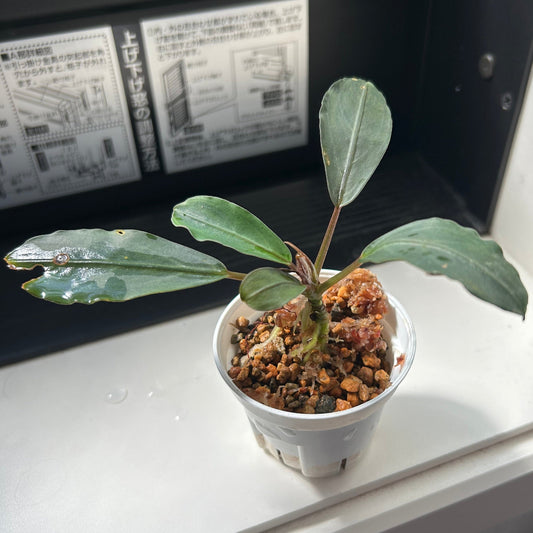 【現品】Bucephalandra sp.Silver Gray ブセファランドラシルバーグレイ 1株