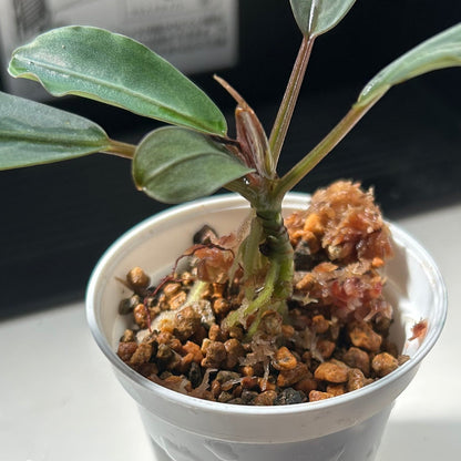 【現品】Bucephalandra sp.Silver Gray ブセファランドラシルバーグレイ 1株