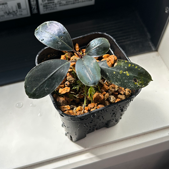 【現品】Bucephalandra sp.Dark Africa ブセファランドラダークアフリカ 1株