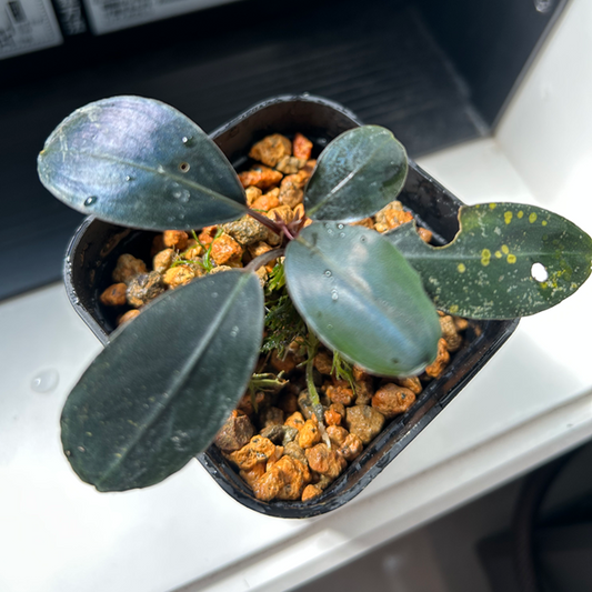 【現品】Bucephalandra sp.Dark Africa ブセファランドラダークアフリカ 1株