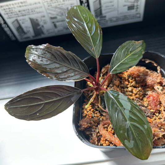 【現品】Bucephalandra sp.Kishii ブセファランドラキシィ（スケルトンキング） 1株