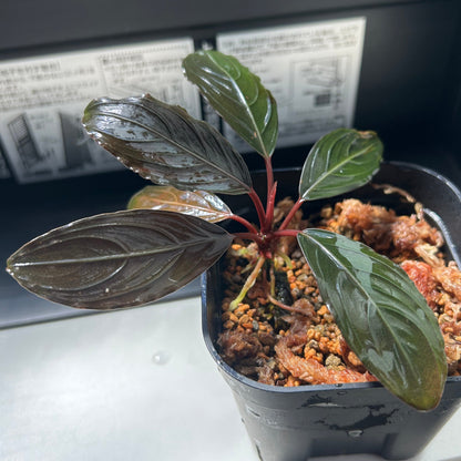 【現品】Bucephalandra sp.Kishii ブセファランドラキシィ（スケルトンキング） 1株