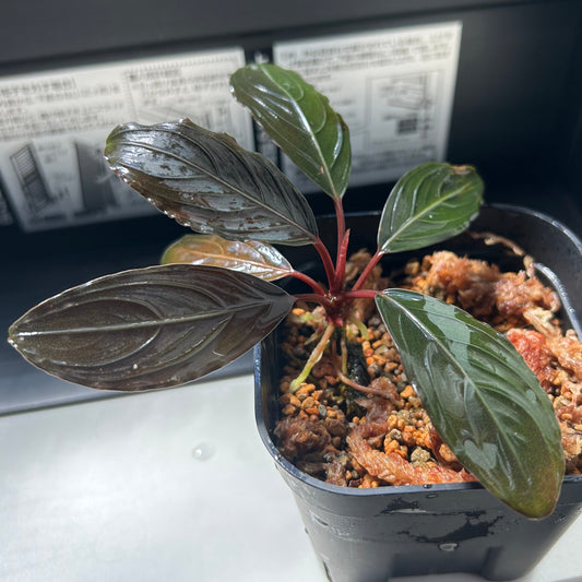 【現品】Bucephalandra sp.Kishii ブセファランドラキシィ（スケルトンキング） 1株