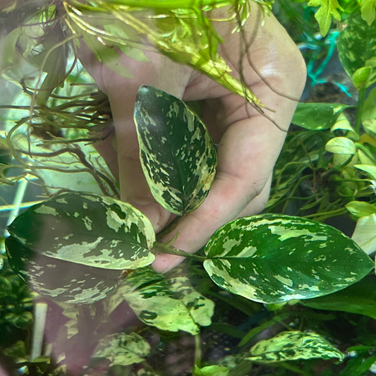【現品】アヌビアスナナ バリエガーテッド キング Variegated King 1株