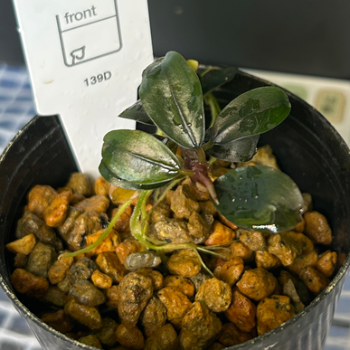 Bucephalandra sp.Sordidula Blue ブセファランドラソルディデュラブルー 1株【葉5枚以上保証】