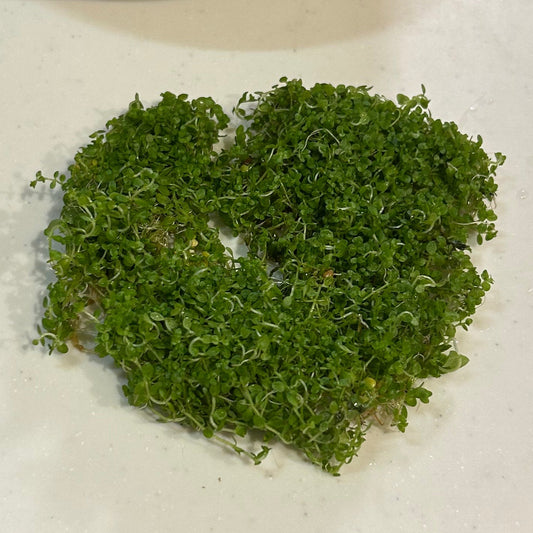 【無農薬・半水上葉】キューバパールグラス5×5㎝サイズ
