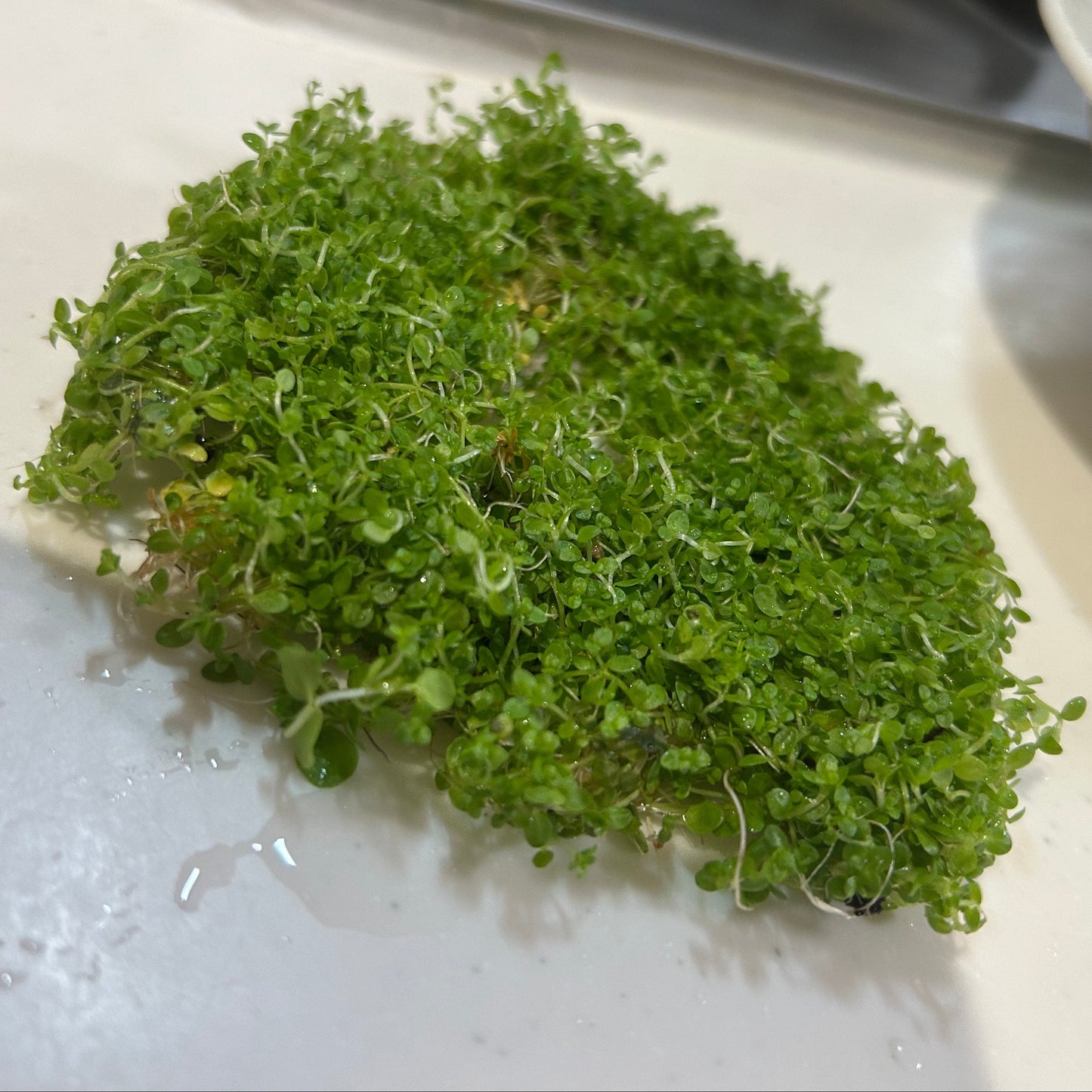 【無農薬・半水上葉】キューバパールグラス5×5㎝サイズ