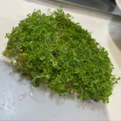 【無農薬・半水上葉】キューバパールグラス5×5㎝サイズ