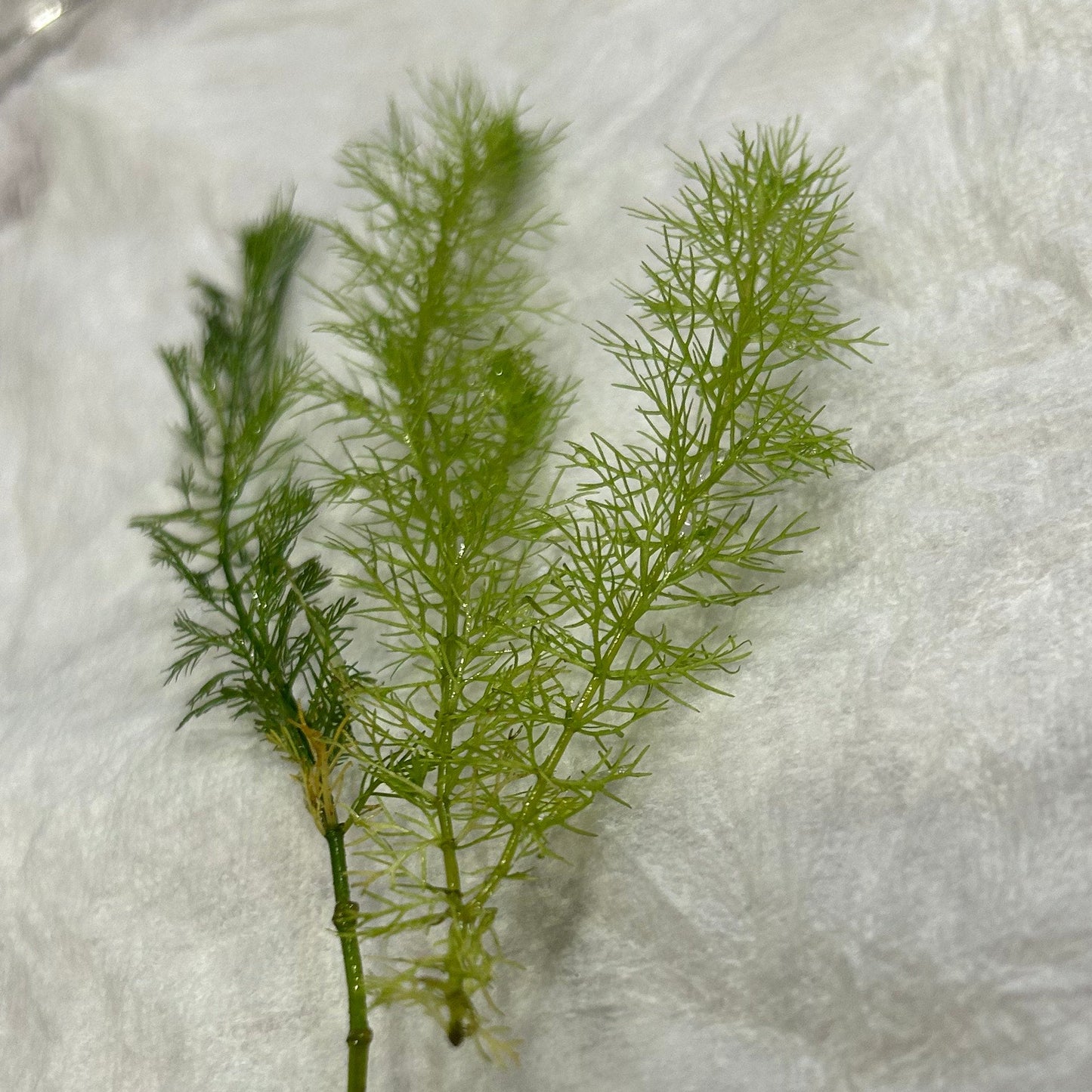 【無農薬・水中葉】ミリオフィラム計2本（マトグロッセンセ・ガイアナドワーフ）