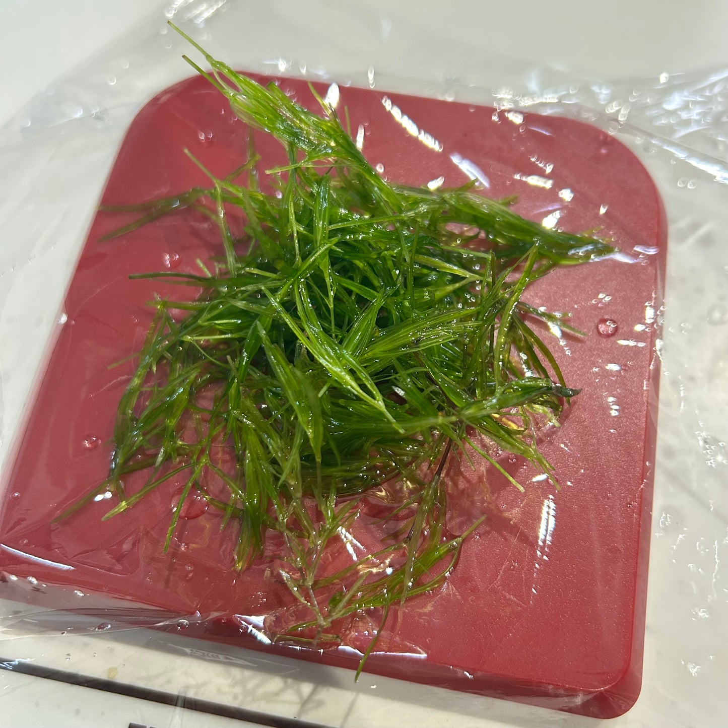 【無農薬】ちぎれナヤス1盛