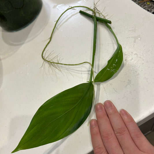 【水上葉】ヤマサキカズラ 1株（葉1枚以上・葉10cm以上・根っこつき）