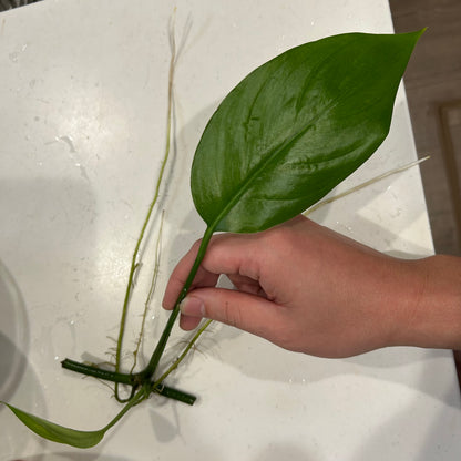 【水上葉】ヤマサキカズラ 1株（葉1枚以上・葉10cm以上・根っこつき）