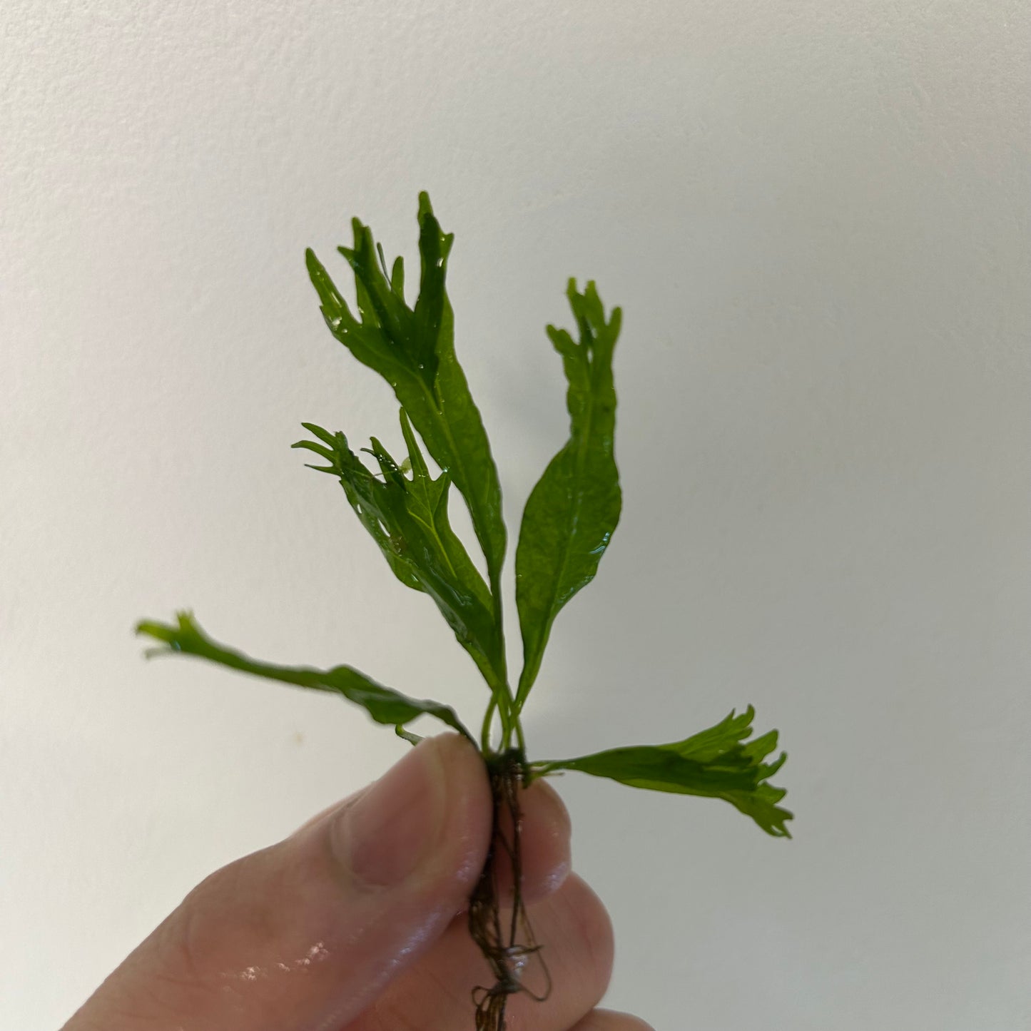 【葉2枚以上・水中葉】ミクロソリウム ウェンディロフ