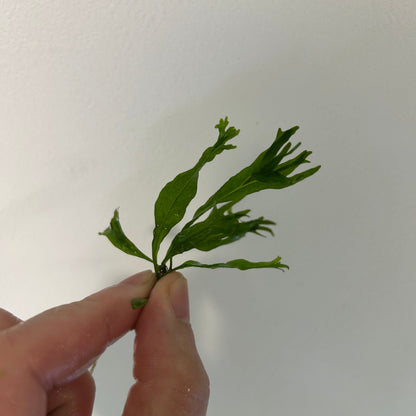 【葉2枚以上・水中葉】ミクロソリウム ウェンディロフ