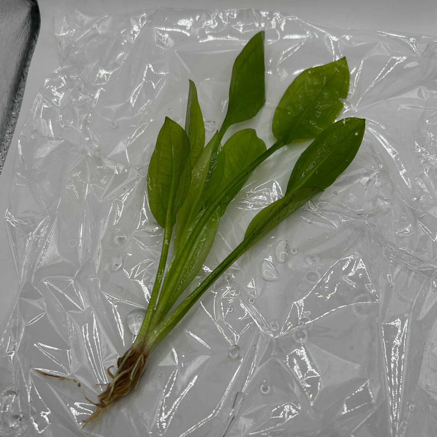 【葉3枚以上・水中葉】アマゾンソード1本