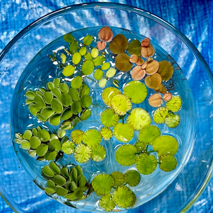 【無農薬】浮き草セット入門水草4種（ビオトープなどにもおすすめ）