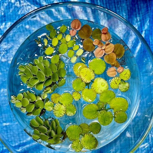 浮き草セット入門水草4種（ビオトープなどにもおすすめ）