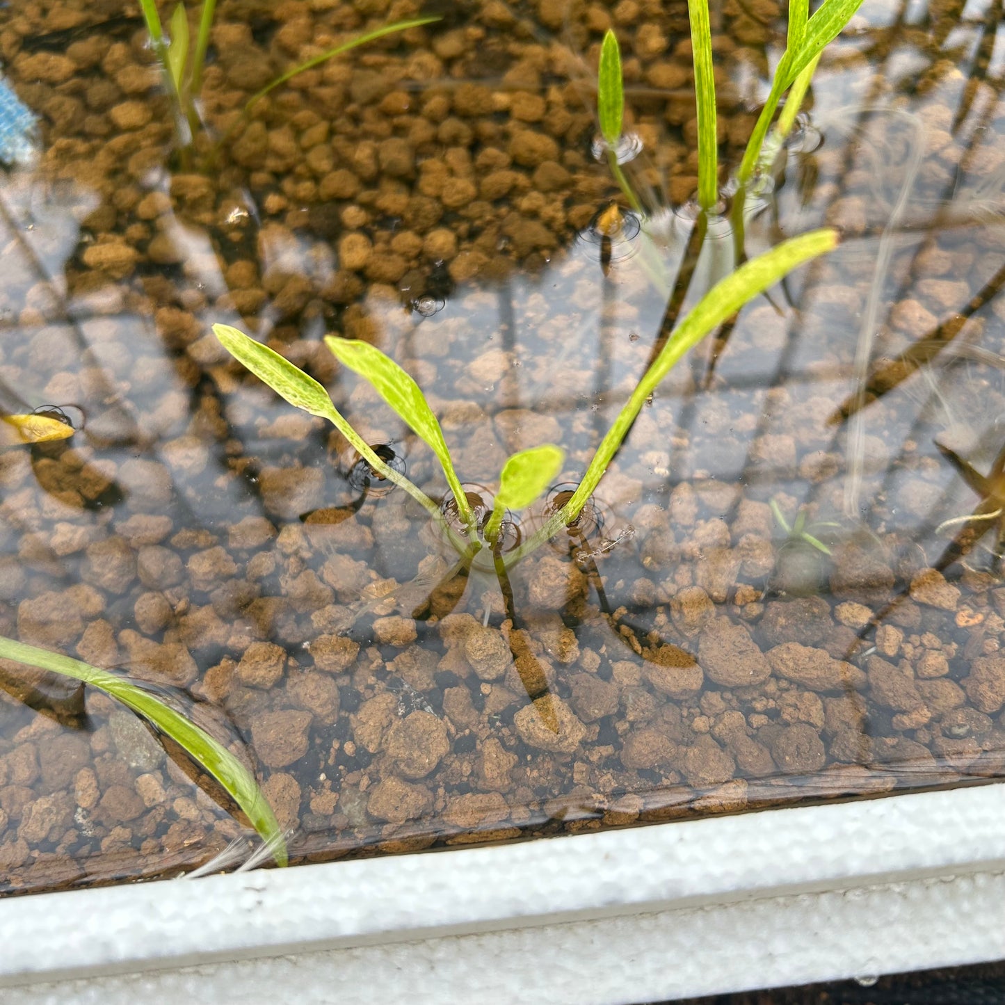 【会員限定】斑入りナガバオモダカ1株（レア）