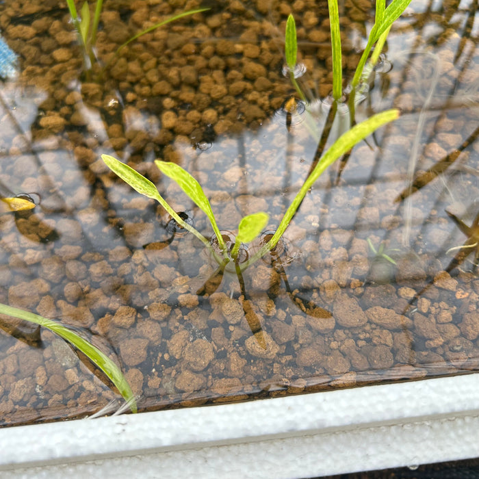 【会員限定】斑入りナガバオモダカ1株（レア）