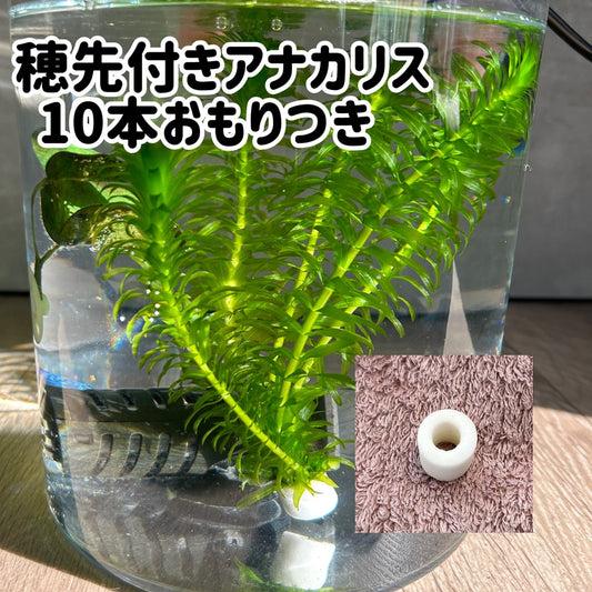 きれいなアナカリス10本おもり2個つき