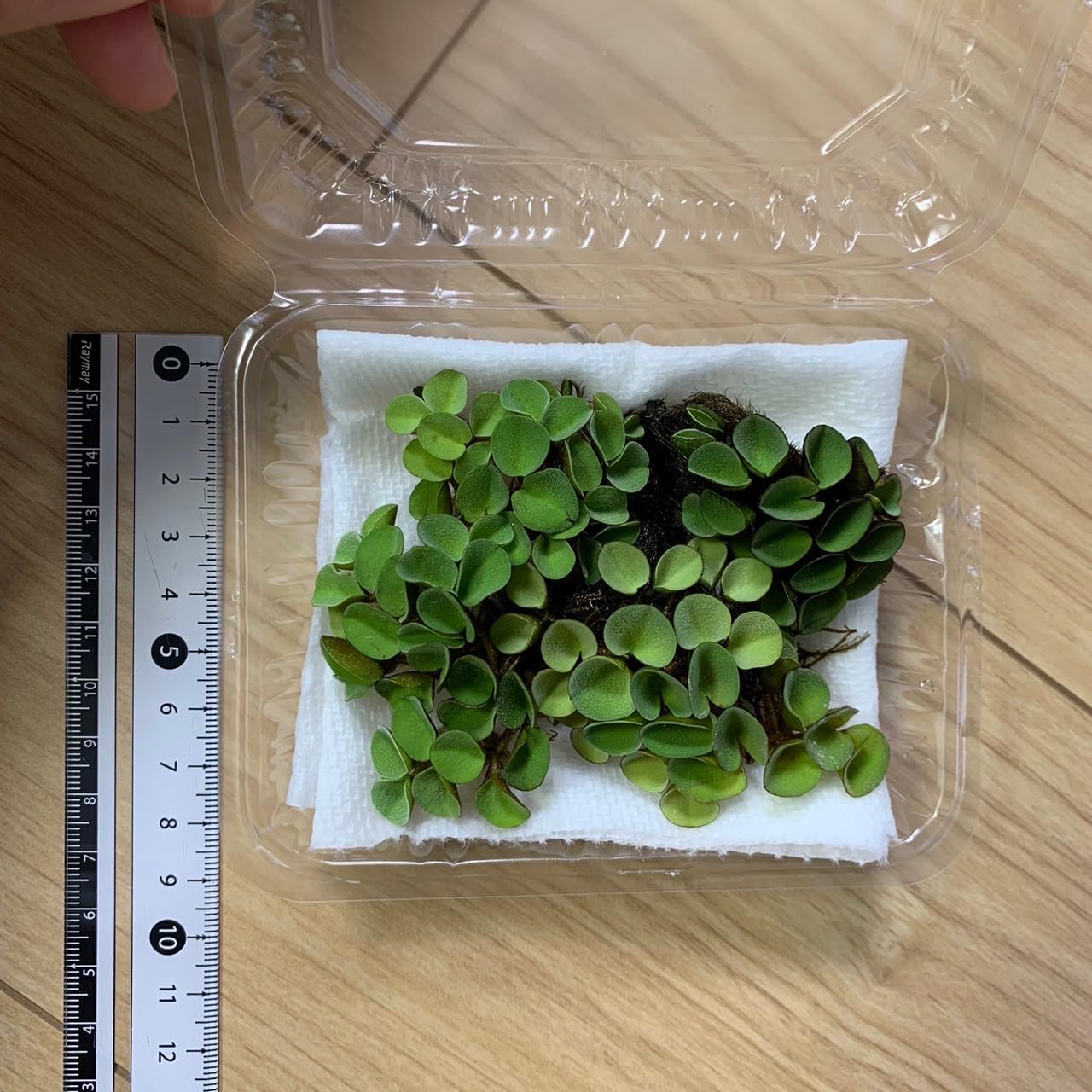 【無農薬】きれいなサルビニアククラータ1パック