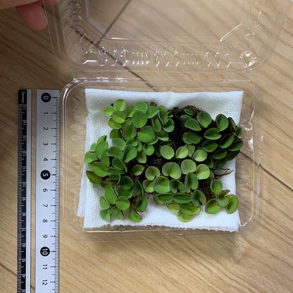 【無農薬】きれいなサルビニアククラータ1パック