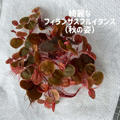 きれいなフィランサスフルイタンス５株