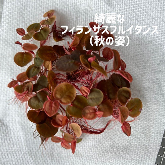 きれいなフィランサスフルイタンス５株