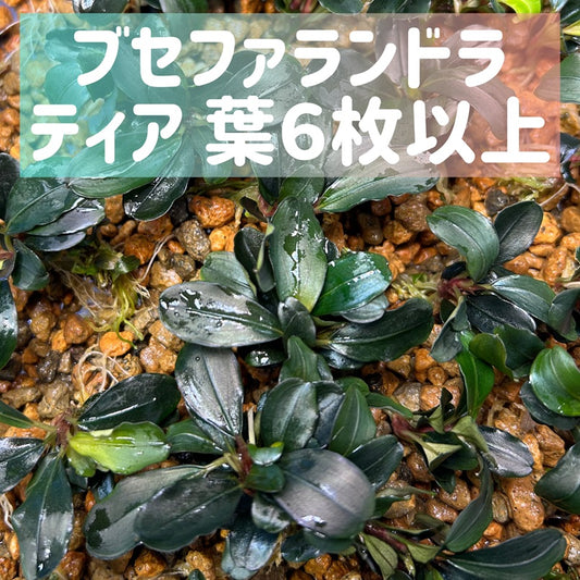 Bucephalandra sp. Theia ブセファランドラティア 1株・葉6枚以上