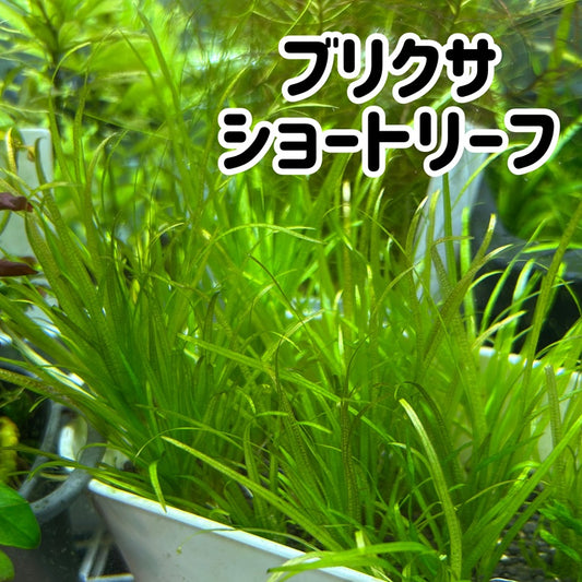 ブリクサショートリーフ３株