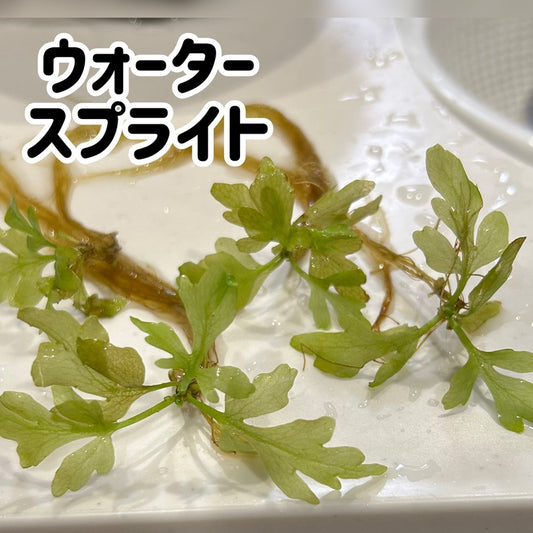 ウォータースプライト３株