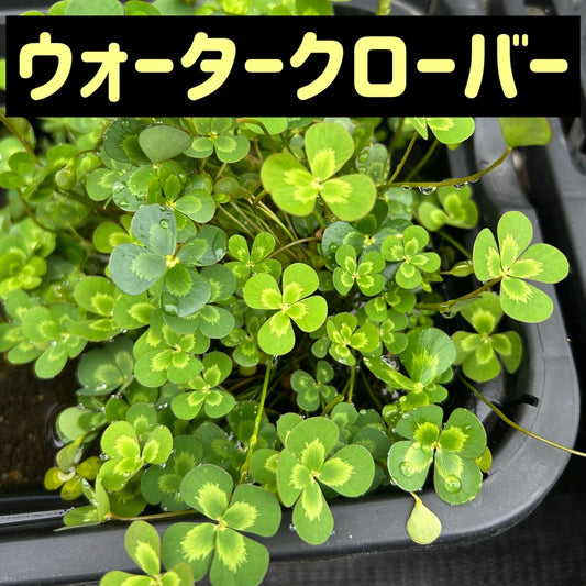 ウォータークローバームチカ５本