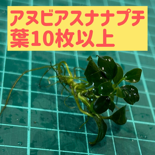 【水中葉/無農薬】アヌビアスナナプチ葉10枚以上（写真同等）