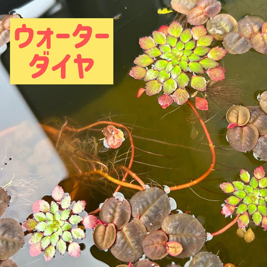 美しいウォーターダイヤ1本