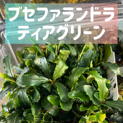 【葉6枚以上】Bucephalandra sp. Theia Green ブセファランドラティアグリーン1株