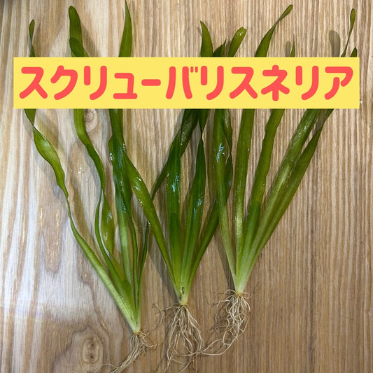 スクリューバリスネリア３本