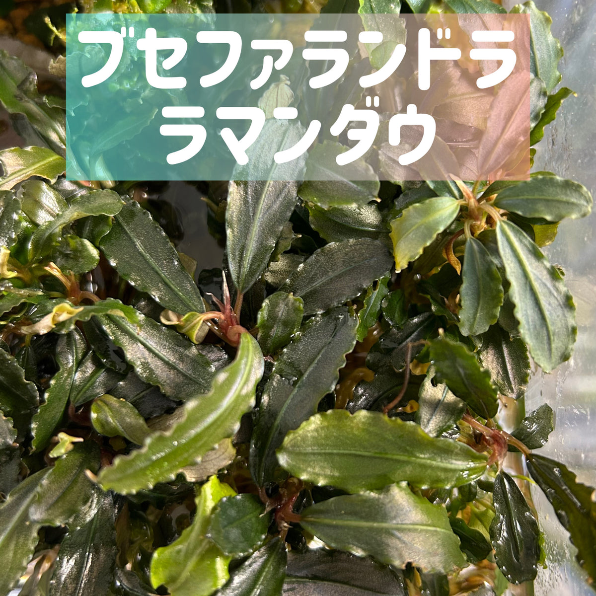葉6枚以上】Bucephalandra sp. Lamandau ブセファランドララマンダウ1 