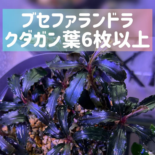 Bucephalandra sp.Kedagang ブセファランドラクダガン 1株・葉6枚以上