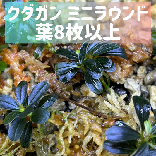 Bucephalandra Kedagang mini round ブセファランドラクダガンミニラウンド 1株・葉8枚以上