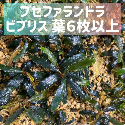 【葉6枚以上】Bucephalandra sp. Biblis ブセファランドラビブリス1株