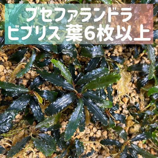 Bucephalandra sp. Biblis ブセファランドラビブリス1株・葉6枚以上
