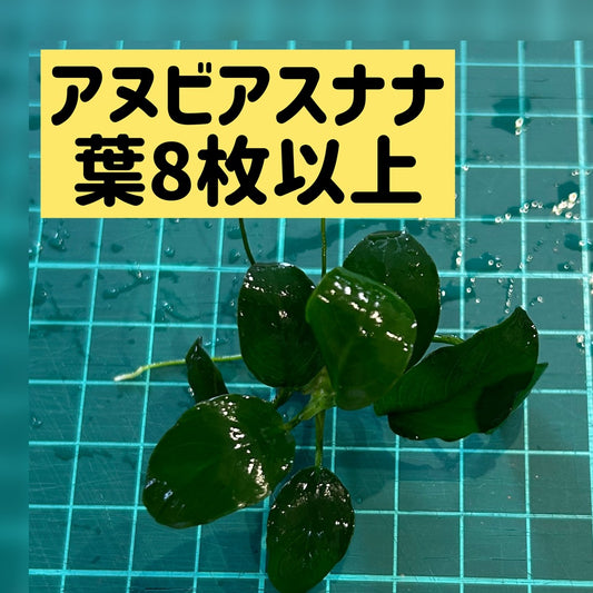 【水中葉/無農薬】アヌビアスナナ葉8枚以上（写真同等）