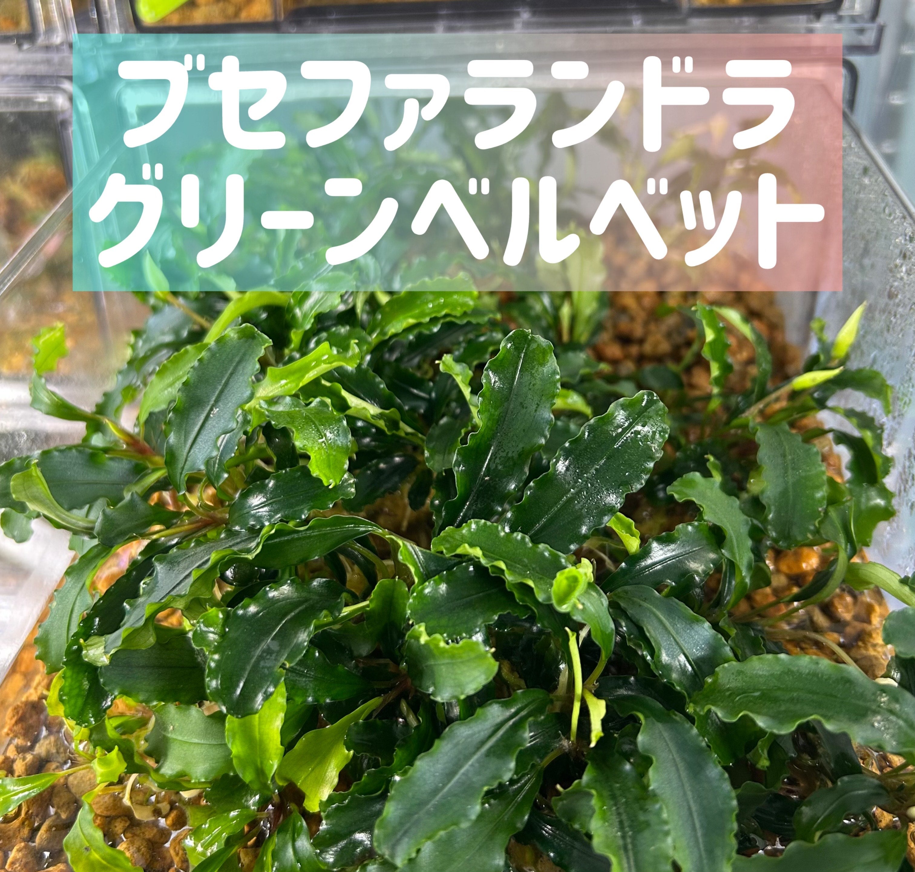 葉6枚以上】Bucephalandra sp. Green Velvet ブセファランドラグリーン