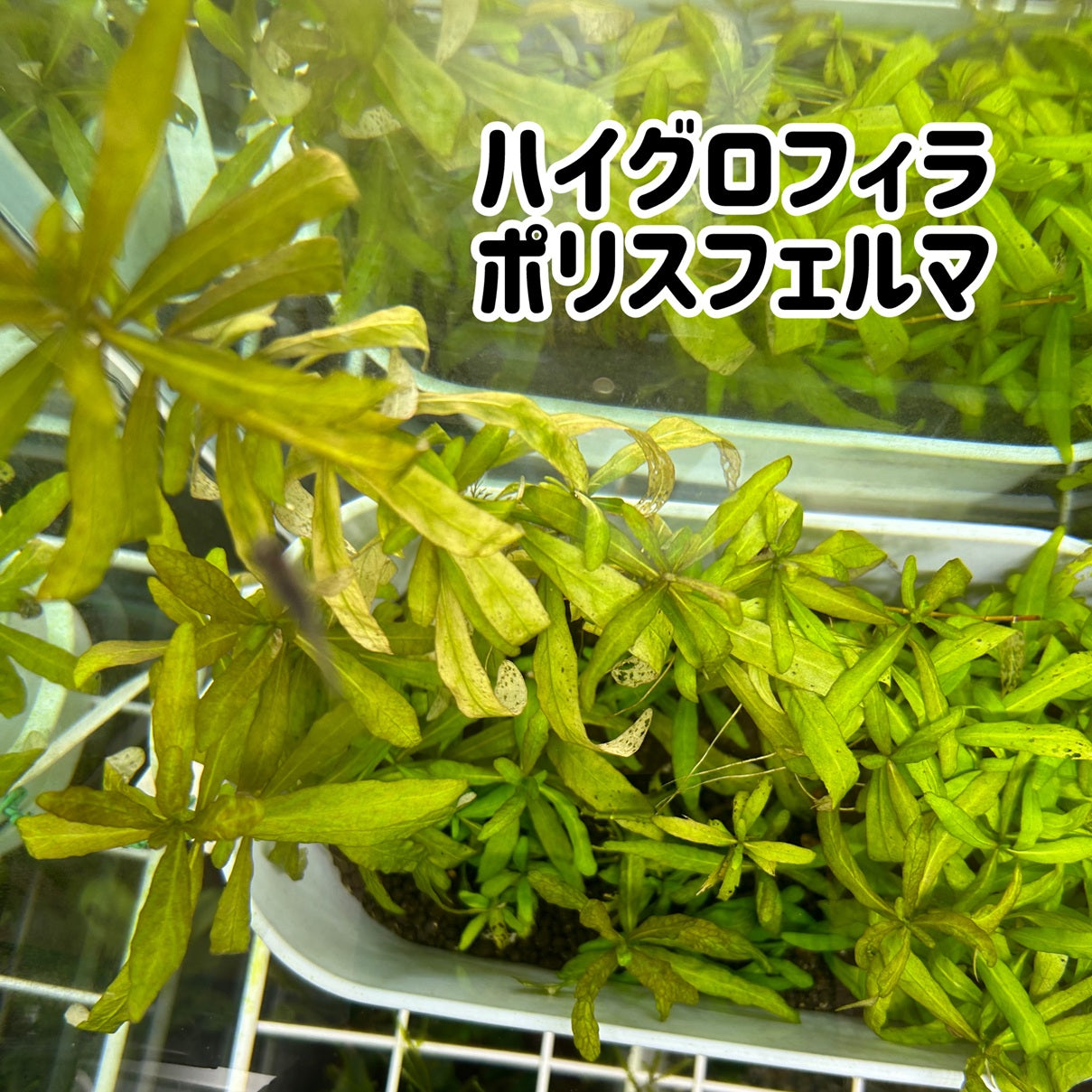 ハイグロフィラ・ポリスフェルマ5本